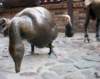 dsc00682_small.jpg